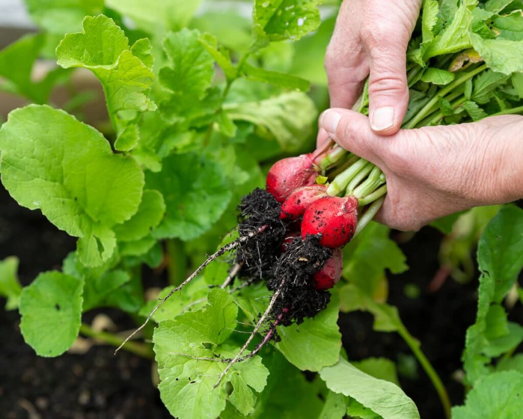 two hands holding 5 freshly pulled radishes over the radish garden bed