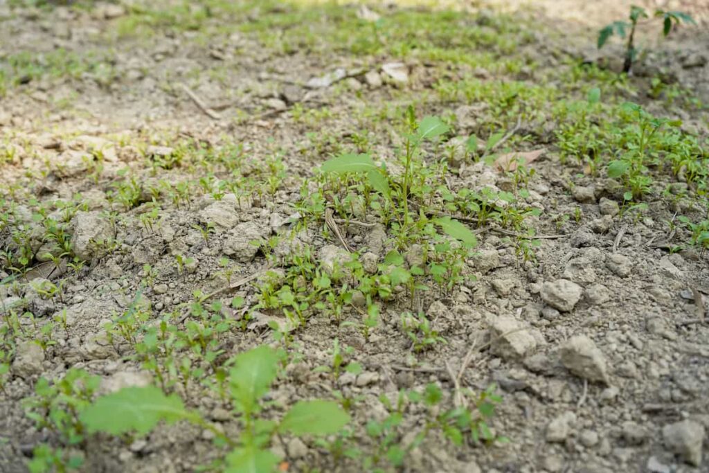 largely bare, rocky, light colored soil with some growing weeds scattered across it.