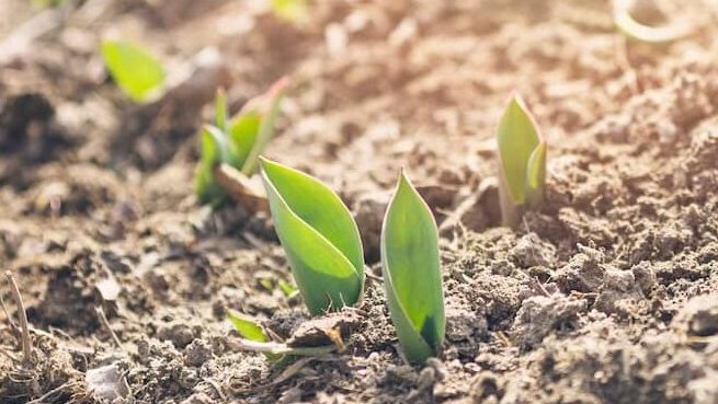 corn sprouting out of the dirt