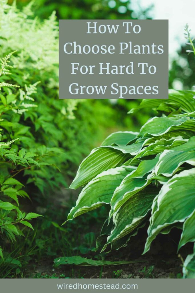 Pinterest Pin: How to choose plants for hard to grow spaces. The image is of a shade garden with hostas planted on the right and white astilbe planted on the left.