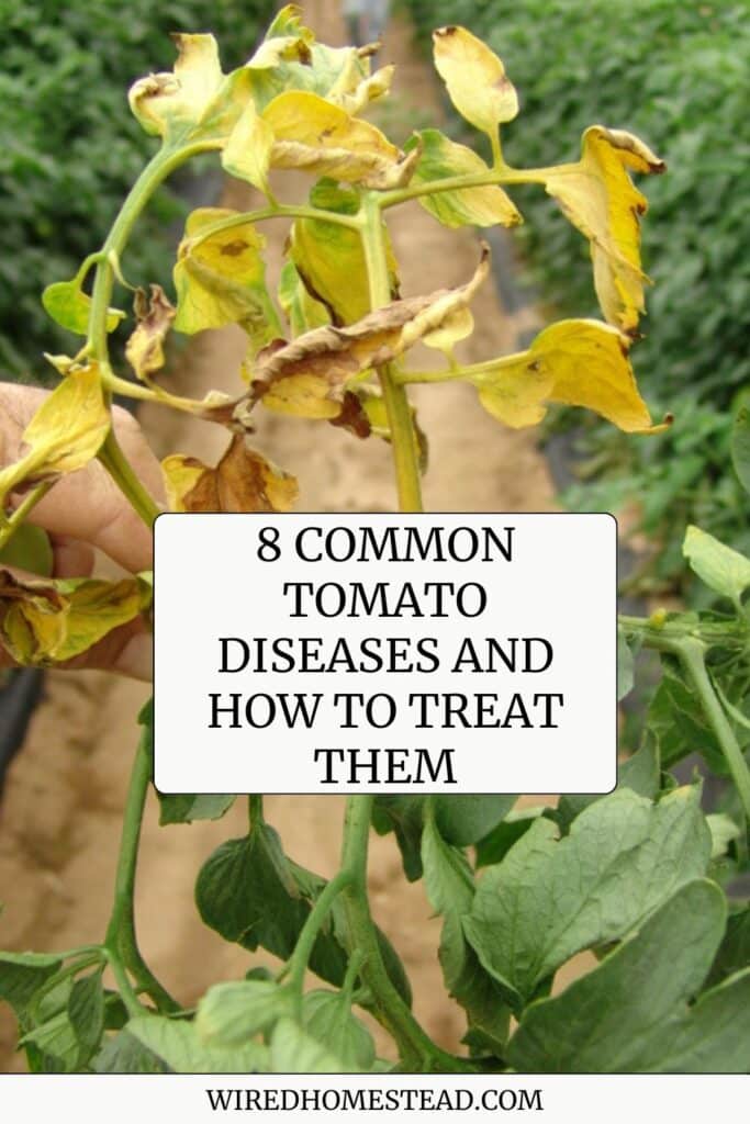 Picture of a tomato branch with leaves that are yellowing and curling with the words 8 common tomato diseases and how to treat them