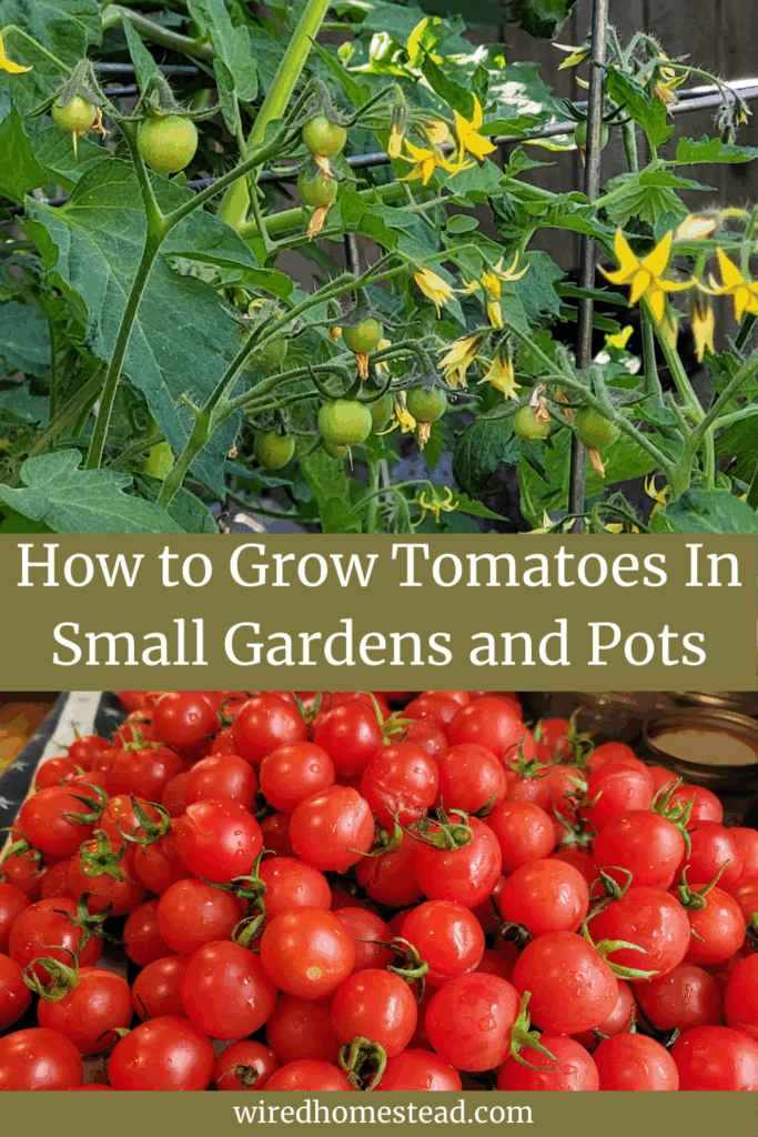 Top picture is of a tomato plant with lots of flowers and green cherry tomatoes and the bottom picture is a large pile of harvested cherry tomatoes. The text says How to Grow Tomatoes in Small Gardens and Pots.