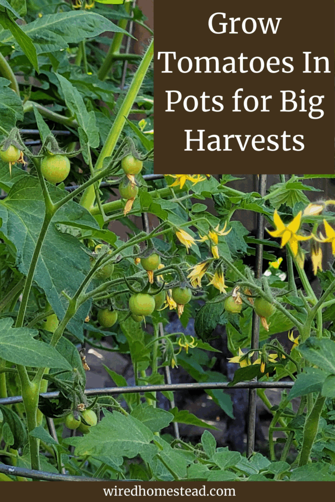 Picture of a tomato plant with lots of flowers and green cherry tomato plants with the words Grow Tomatoes In Pots for Big Harvests