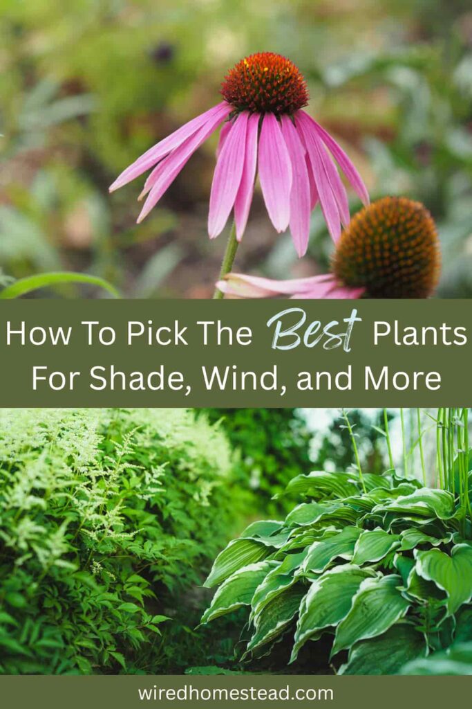 Pinterest Pin: How to pick the best plants for shade, wind, and more. The top picture is a close up of a purple echinacea flower. Bottom picture is a shade garden with hosta on the right and white astilbe on the left.