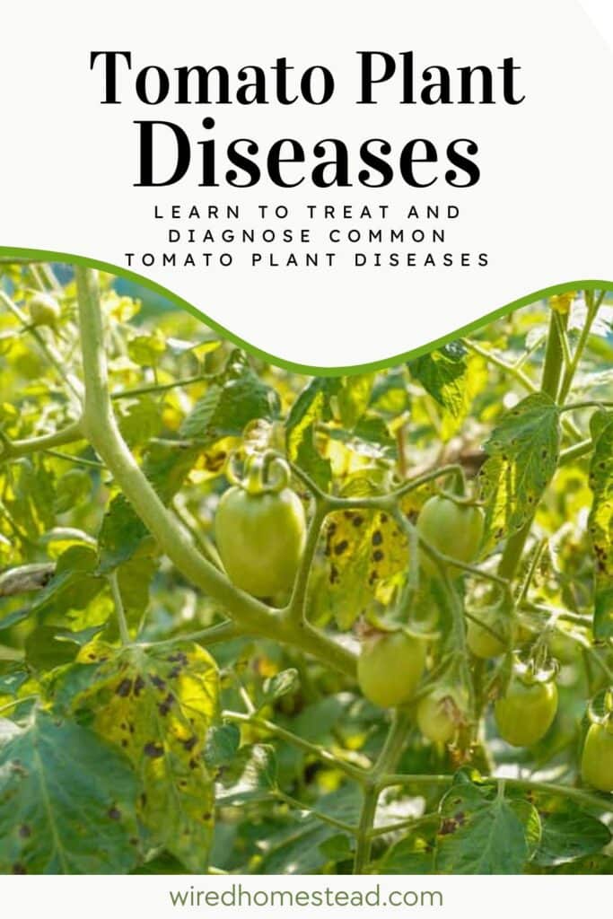 Picture of a tomato plant with green tomatoes and the leaves are developing yellow and brown spots. The words at the top say Tomato Plant Diseases Learn to treat and diagnose common tomato plant diseases.
