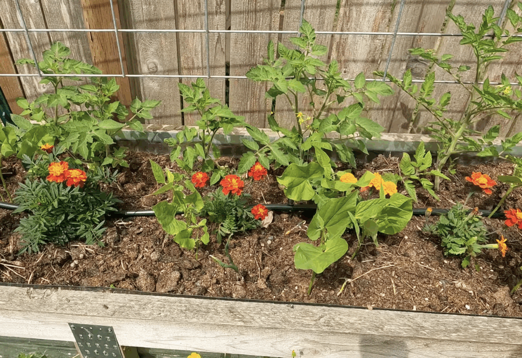 wooden raised bed with 4 determinate tomatoes planted, a hand full of bean plants and 3 marigold plants.