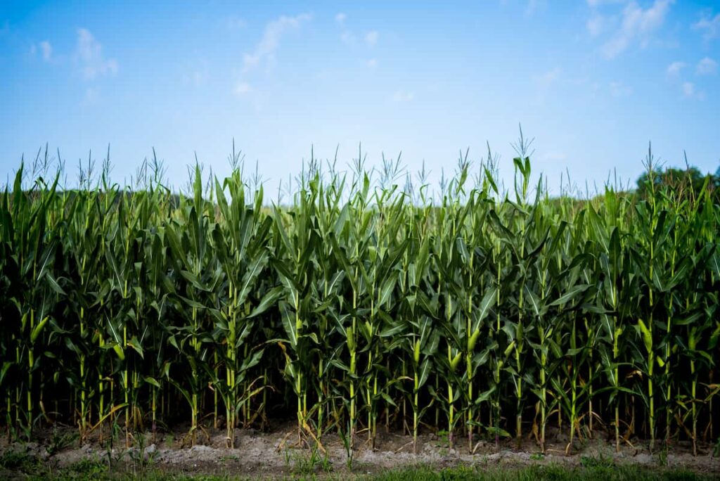 corn field with a blue sky