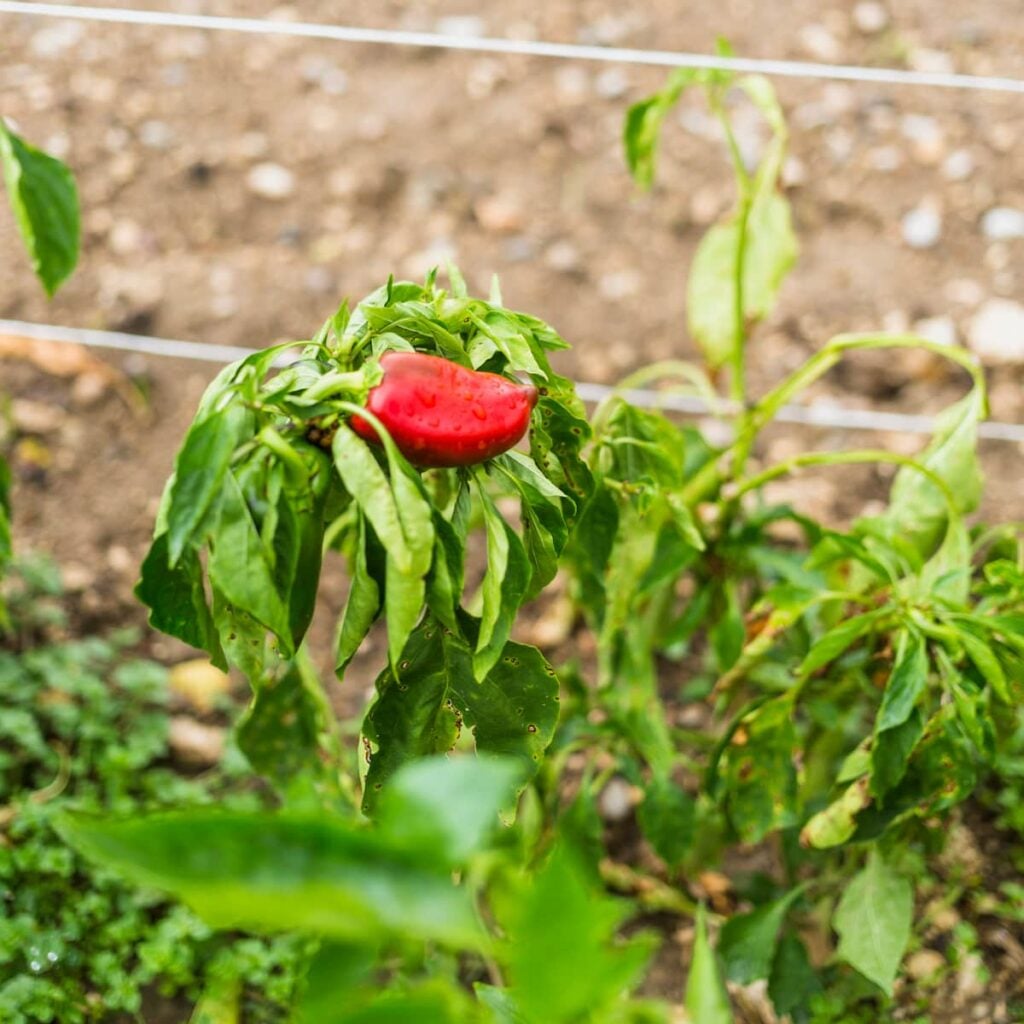 bell pepper plants with 1 red bell pepper on one plant. The plants leaves are droopy and there are brown spots all over most of the leaves.