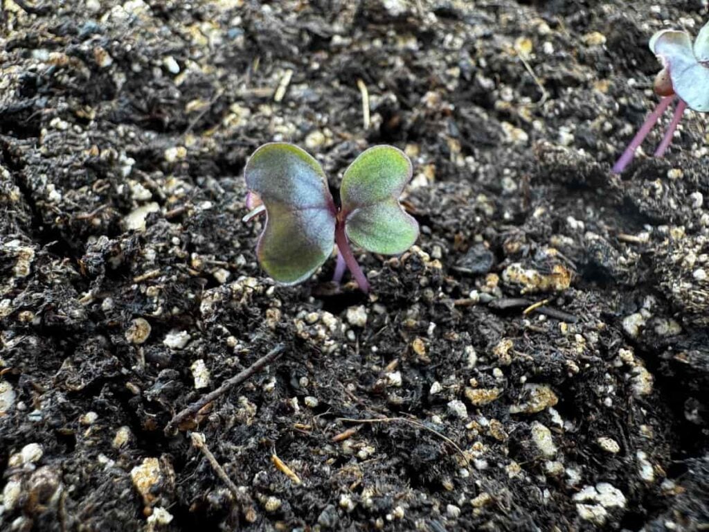 cabbage seedling