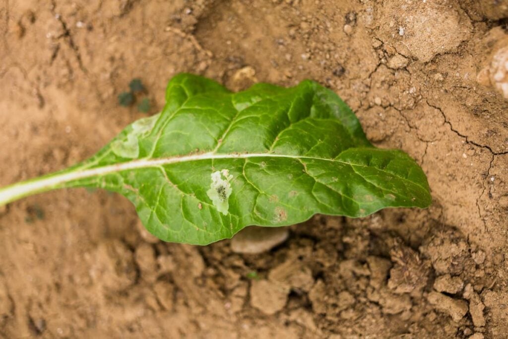 1 chard leaf with sunscald sitting on light brown soil.
