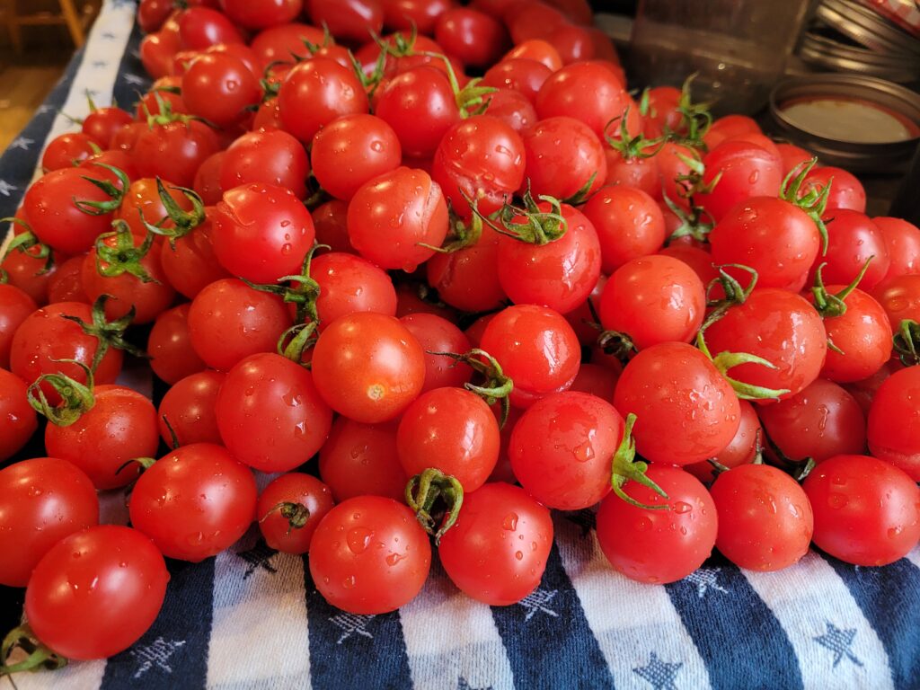 a large pile of cherry tomatoes freshly washed on a blue and white striped kitchen towel.
