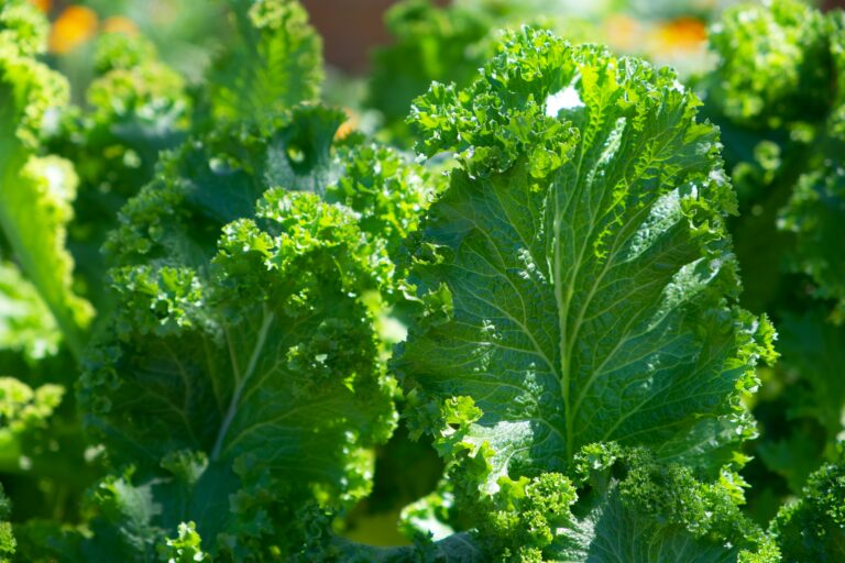 close up of curly leafed kale plants