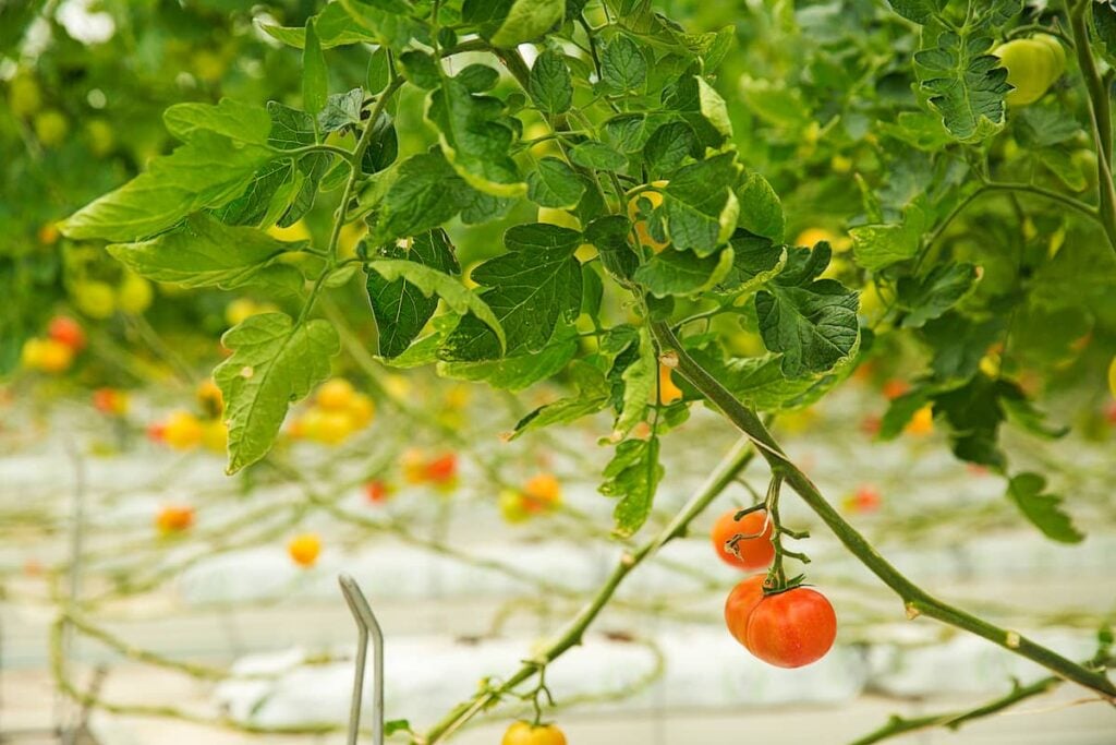 Several tomatoes plants with orange, yellow and green tomatoes hanging from them. The tomato leaves have started to curl upward along the edges showing the plants are stressed.