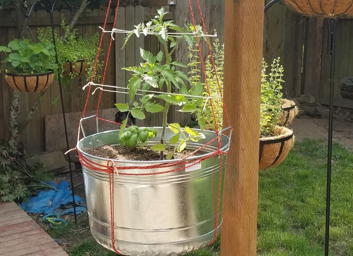 tomato planted in a metal hanging planter