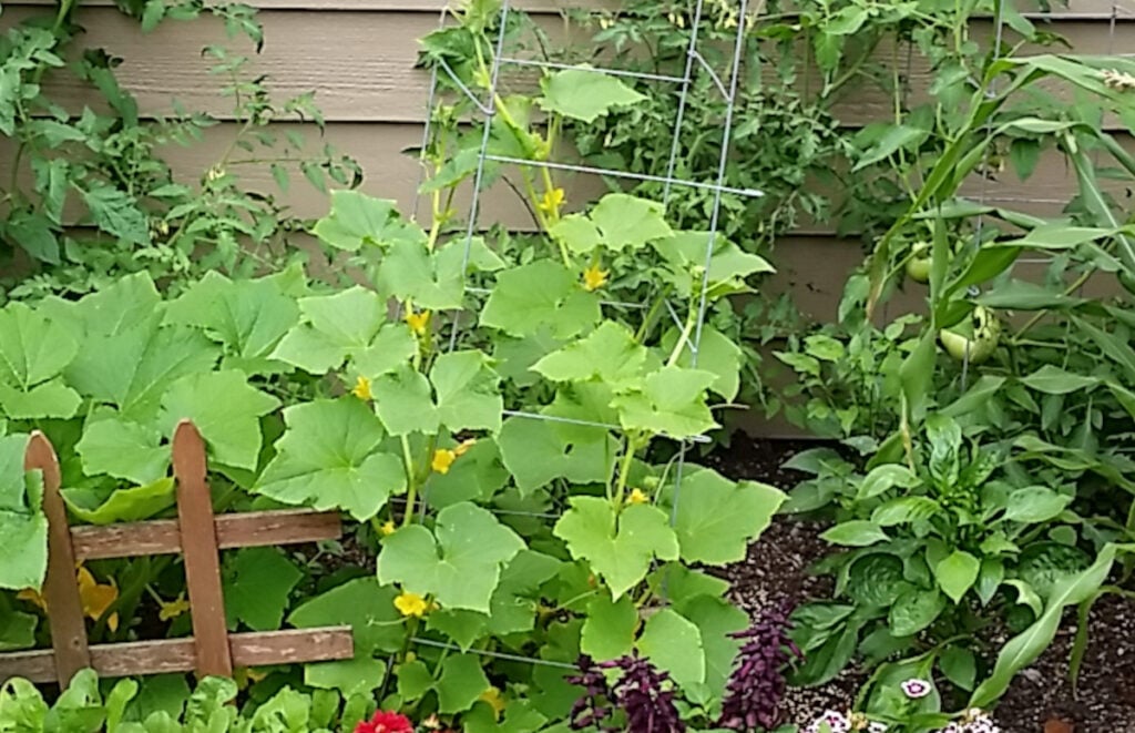 cucumber plant in a small garden growing up a tomato cage