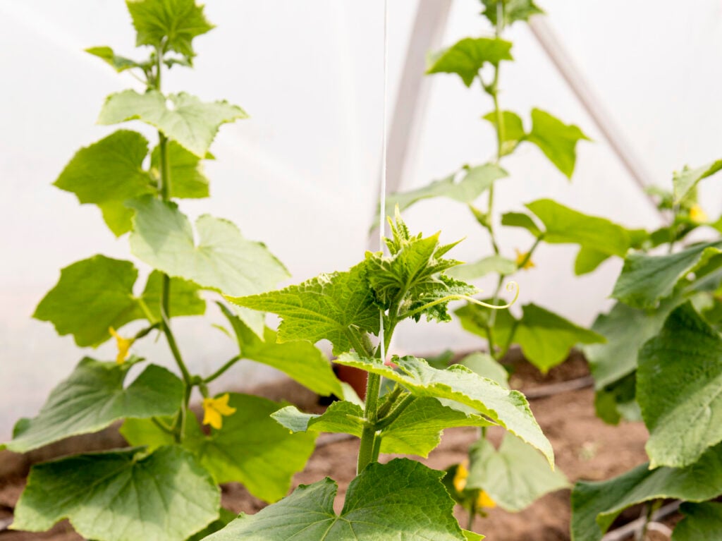 cucumber plants growing up a string trellis