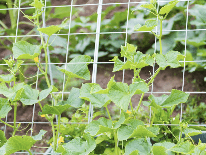 cucumber plants growing up a wire trellis