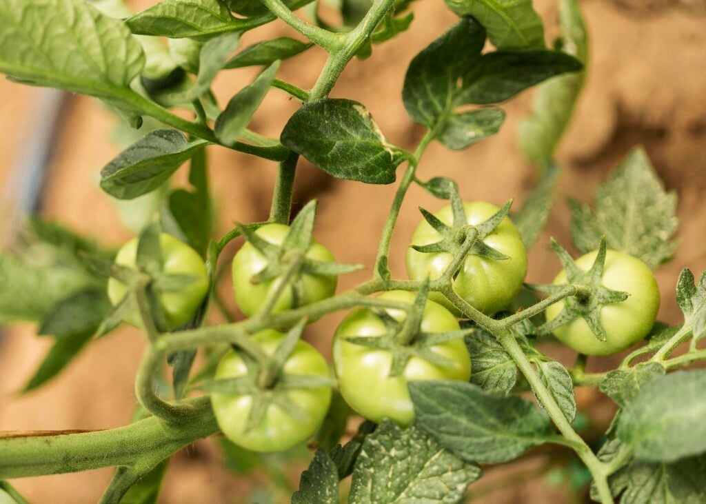 green cherry tomatoes on a tomato vine