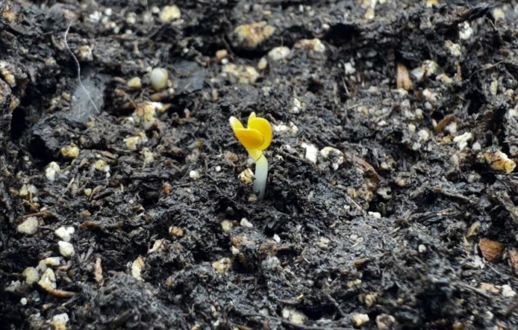 1 seedling with yellow cotyledons emerging from soil.