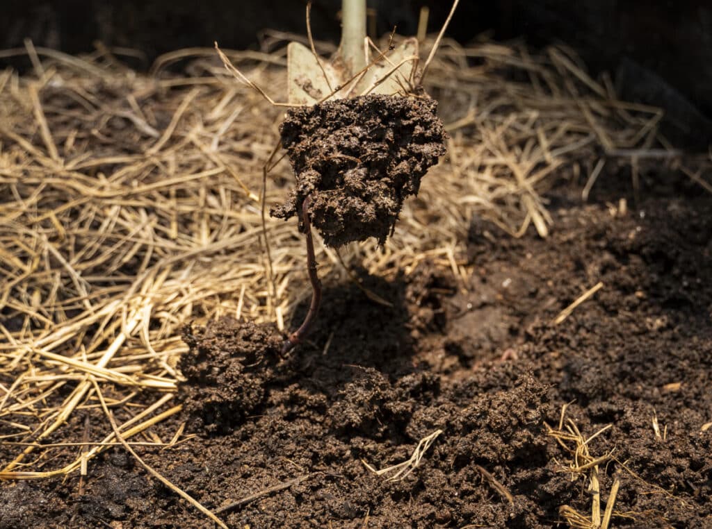 small trowel with a scoop of soil