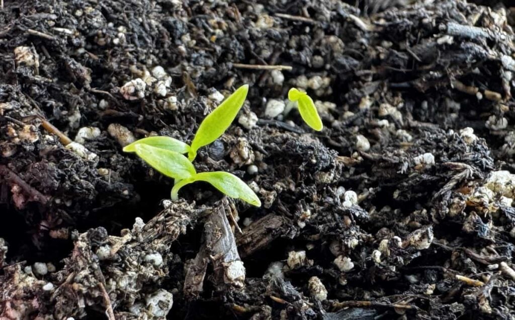 3 parsley seedlings without true leaves in potting soil