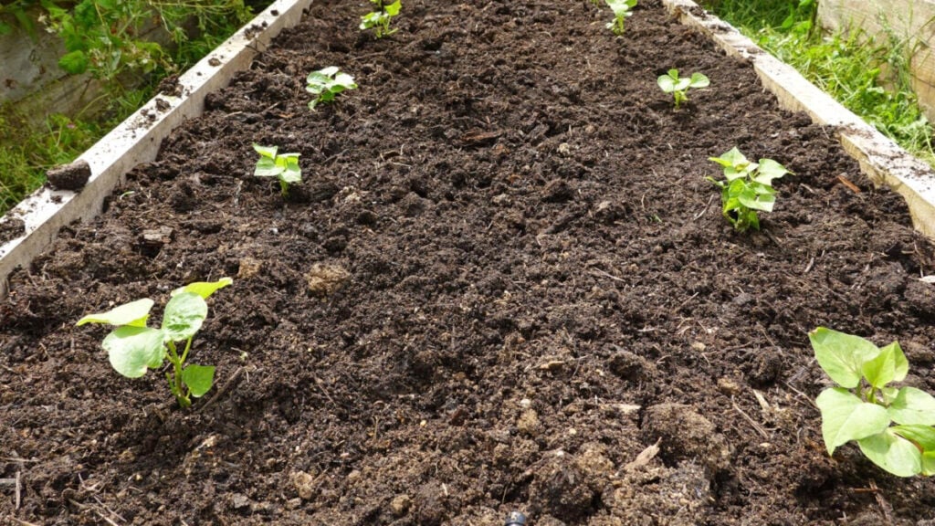 wooden raised bed filled with raised bed soil mix and planted with 8 sweet potato plants.