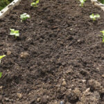 raised bed filled with soil and planted with sweet potatoes