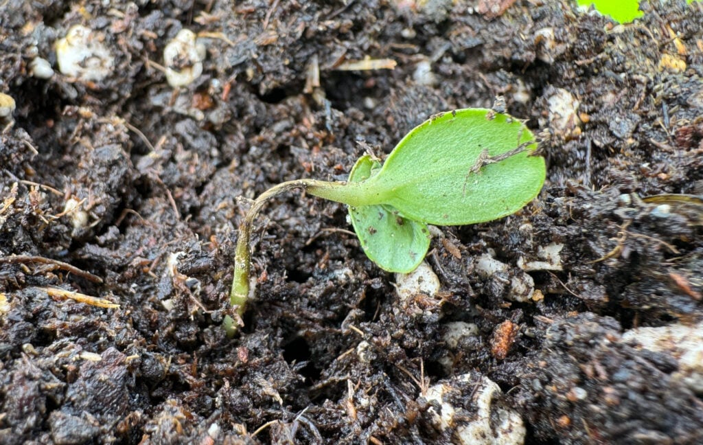 zinnia seedling with dampeneing off