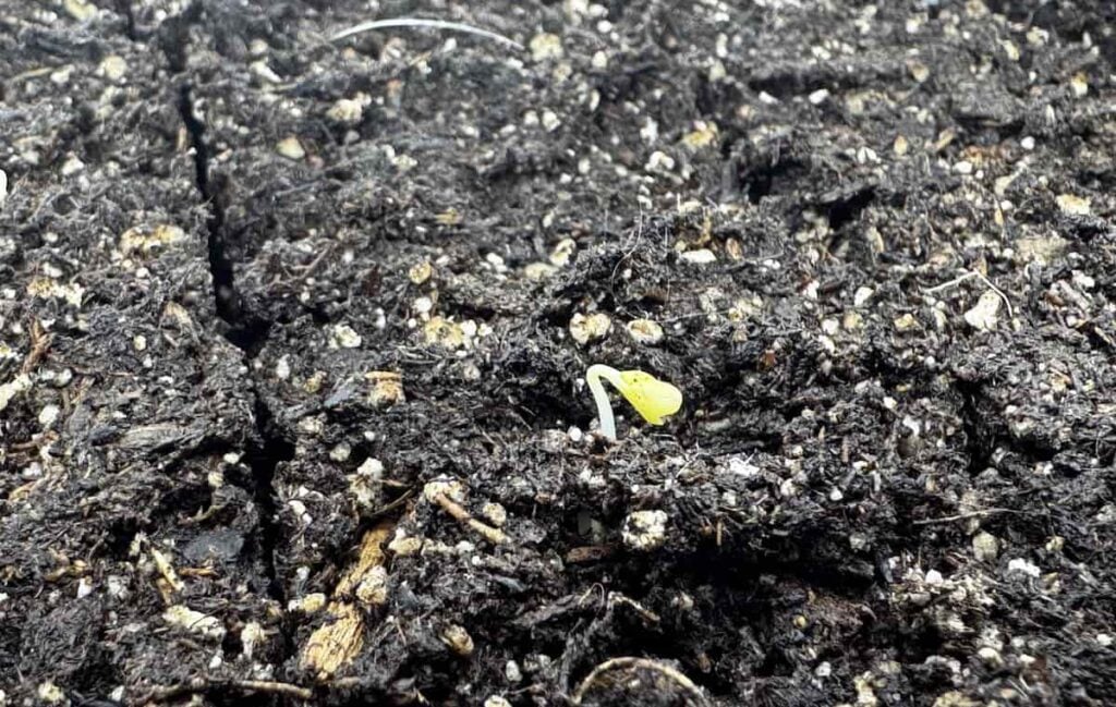 seedling just starting to emerge from the soil