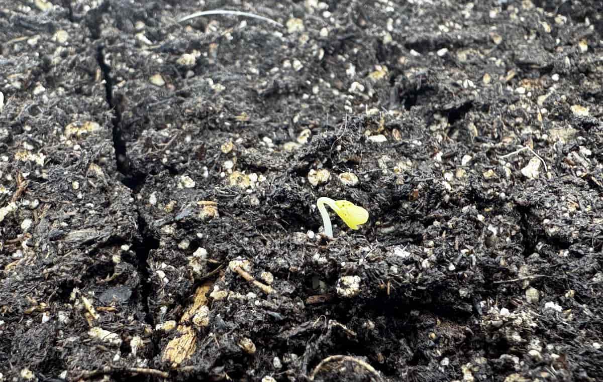 Small Seed Rising How to Read Seed Germination Problems: What Your Seeds Are Telling You