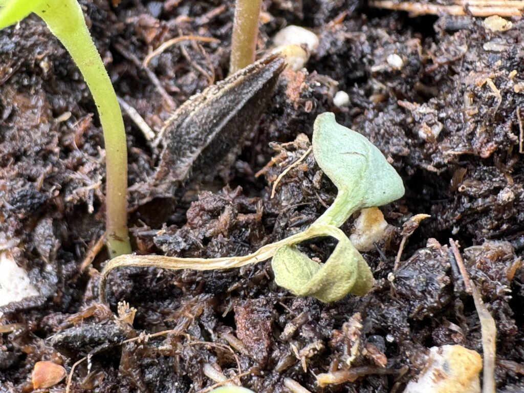 zinnia seedling with dampening off and one healthy zinnia seedling