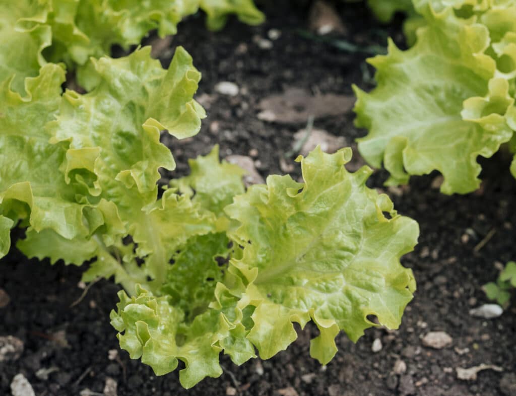 3 small lettuce plants in soil