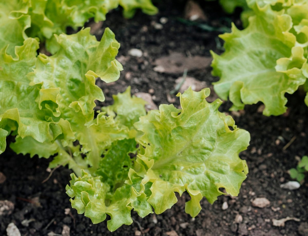lettuce plants growing in soil