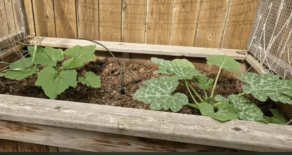 2 squash plants in a wooden raised bed