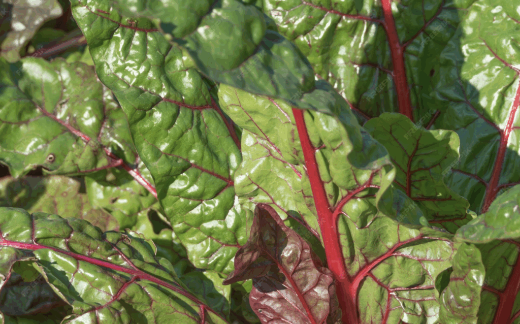 close up of swiss chard leaves