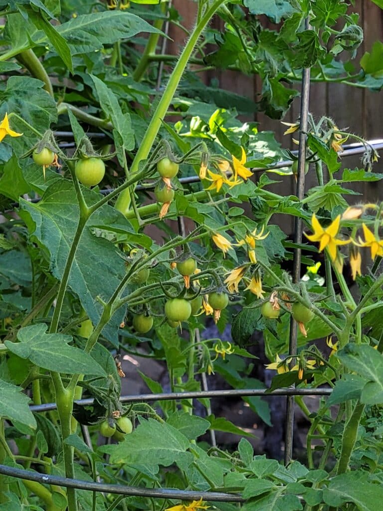 green tomatoes in a tomato cage