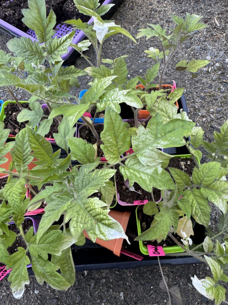 tomato seedlings in 2 inch pots with leaves that have sun scald