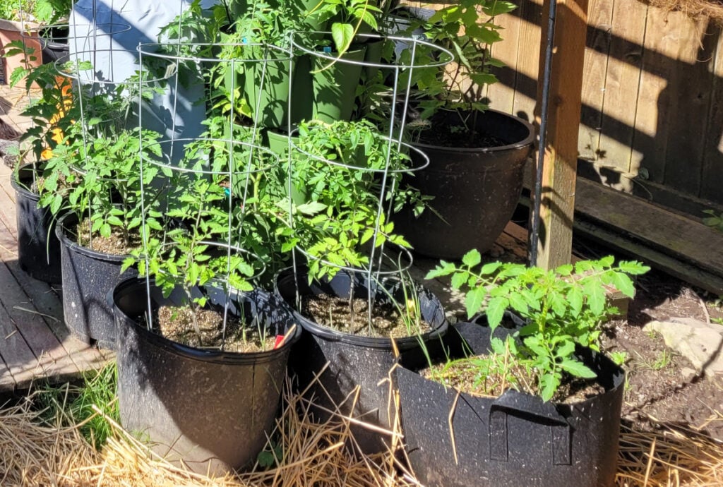 tomato plants growing in containers being supported by tomato cages