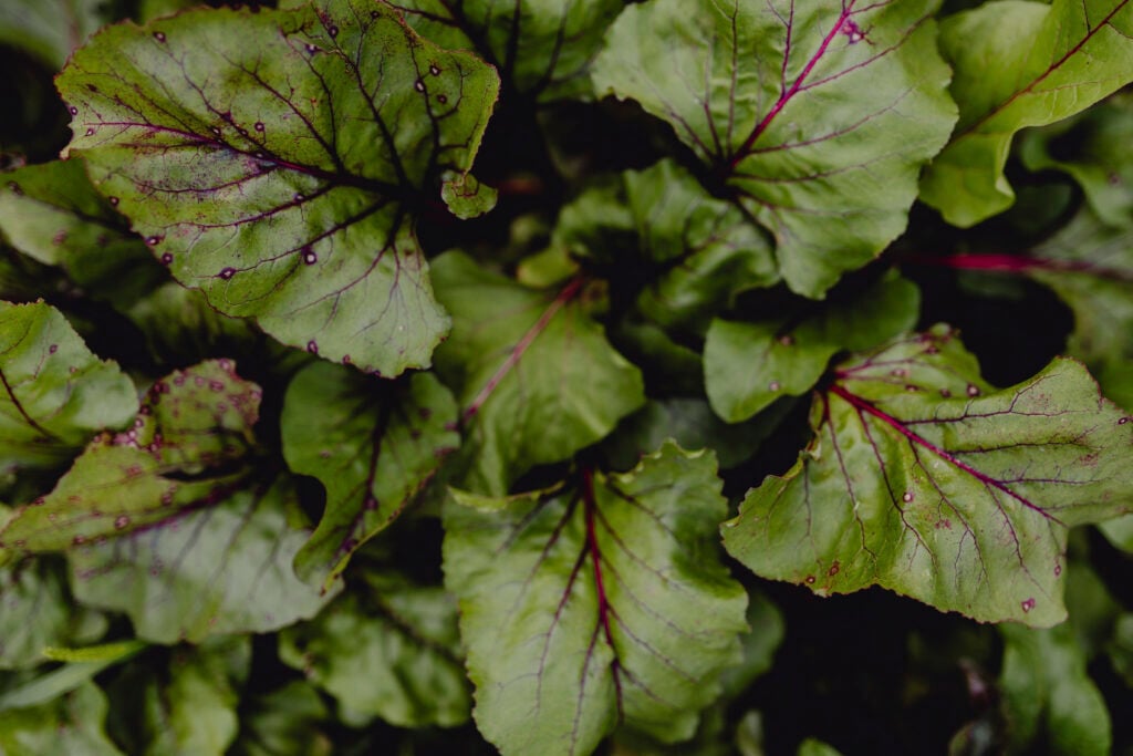 top down view of beet plants