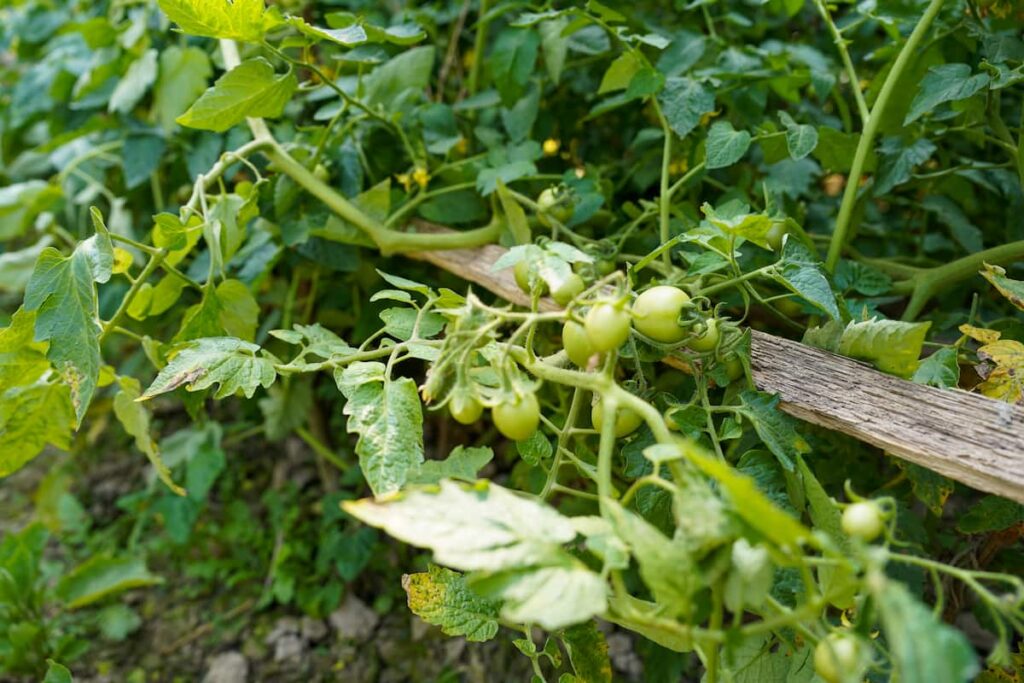 Lots of tomato plants planted very close together with green tomatoes forming. The leaves are starting to yellow.