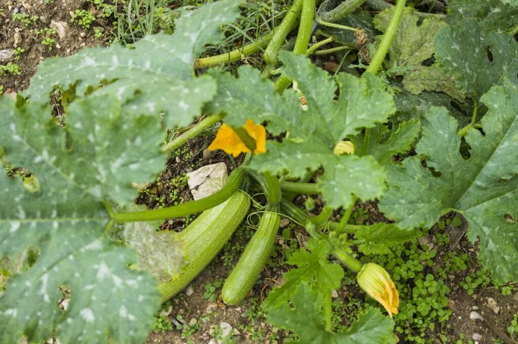 Zucchini plant with 2 zucchinis growing and 3 more blossoms.