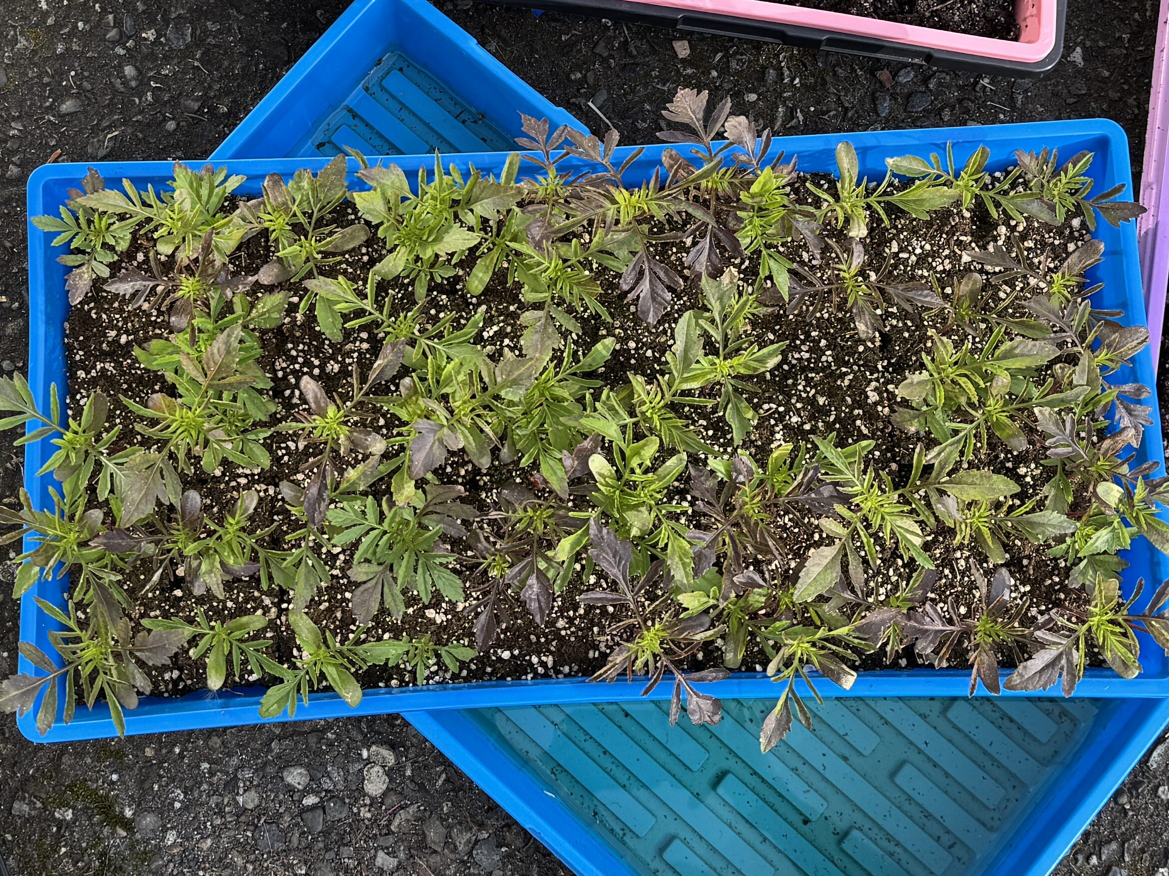 seed tray of marigold starts sitting on a driveway being hardened off