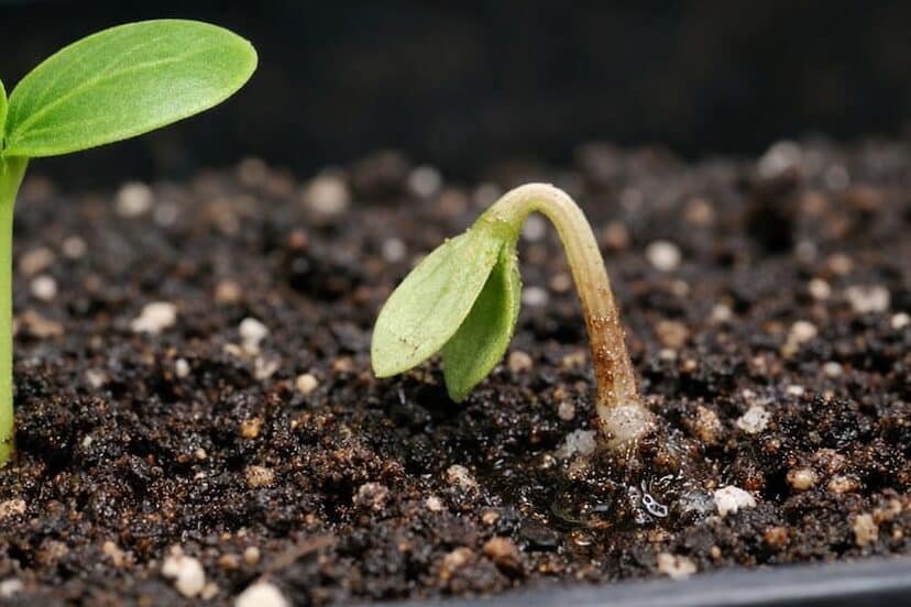 Two seedlings in potting soil in a black pot. The one of the left is healthy and developing it's first true leaf. The one of the right is bent over, the stem is brown, and it has dampening off.