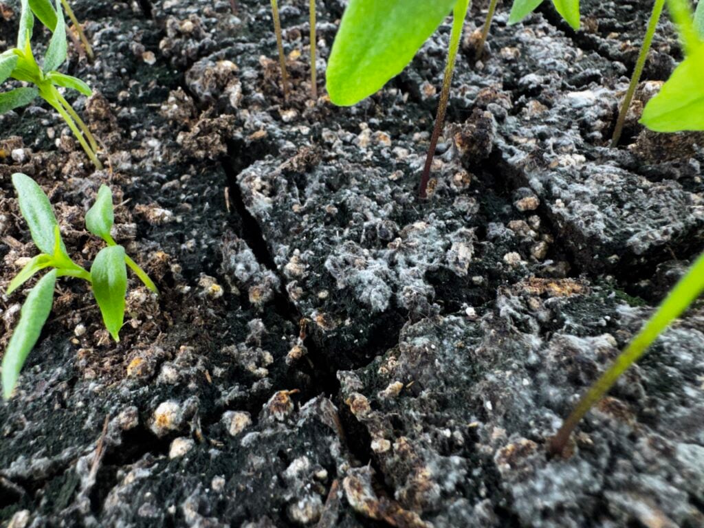 seedlings in soil blocks with white fungus on the surface from overwatering