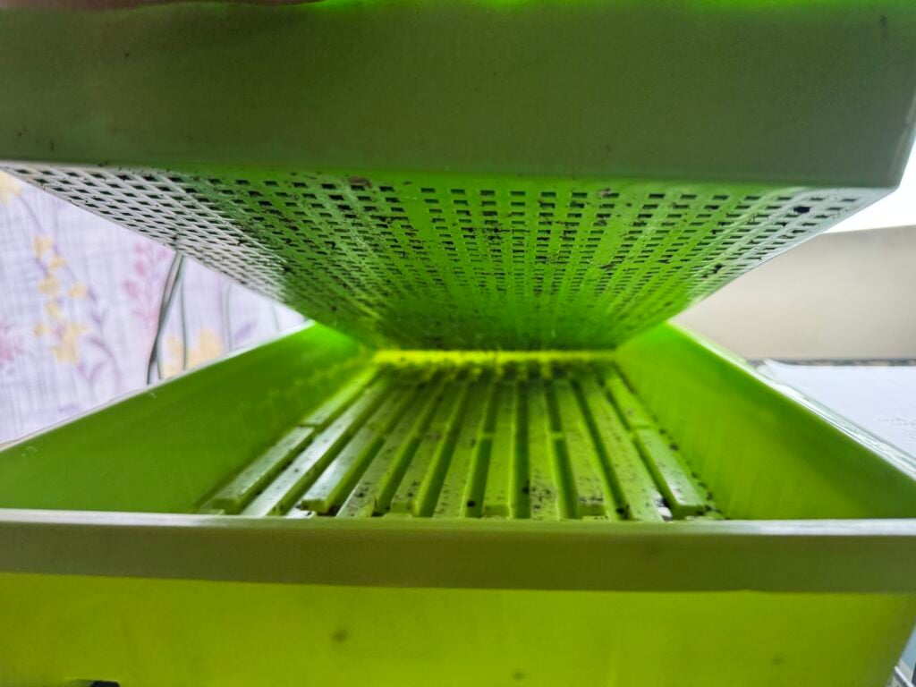 1 green 1020 mesh tray inside a 1020 seedling tray for bottom watering plants easily