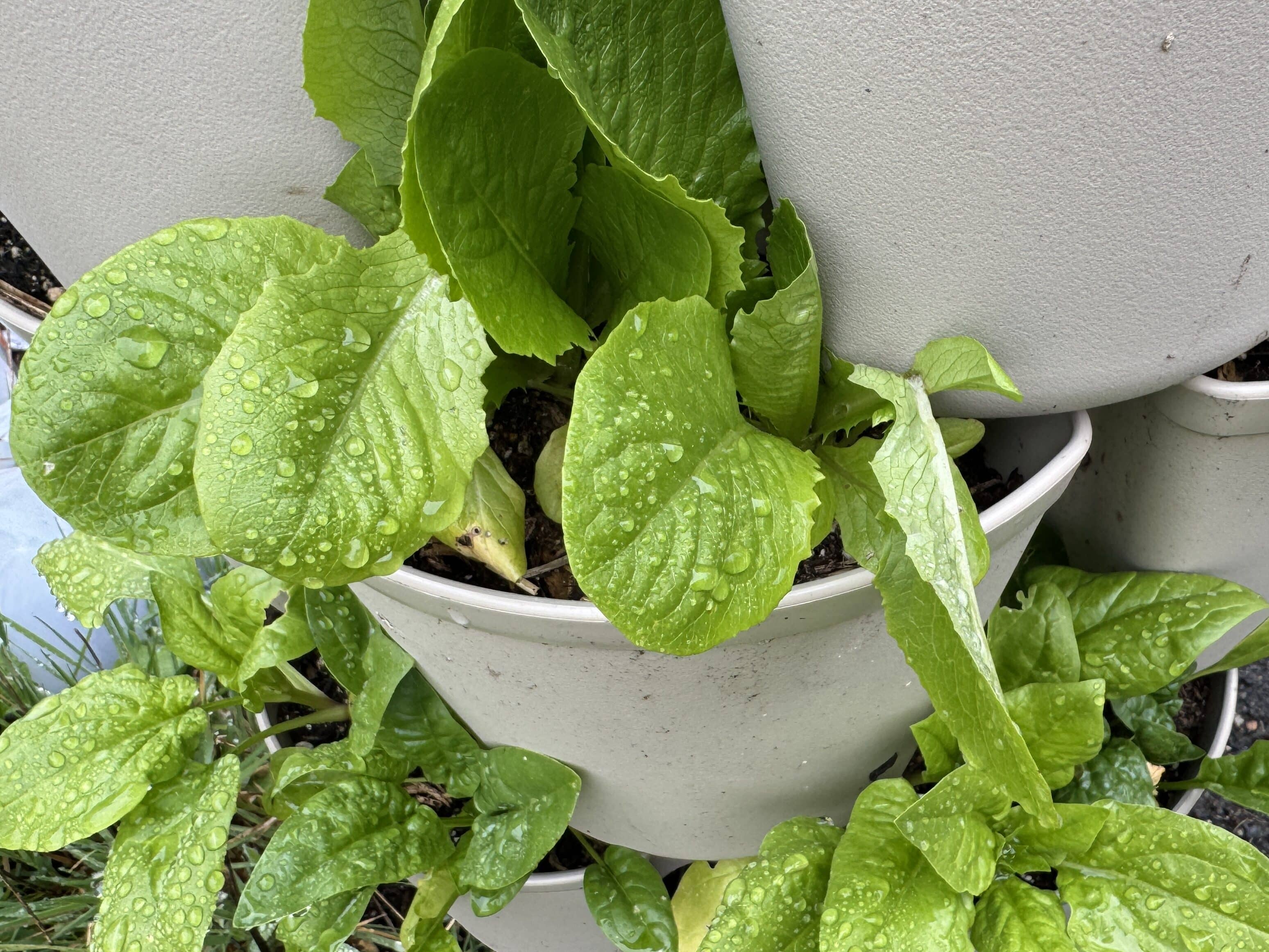 lettuce and spinach plants in a stone colored leaf GreenStalk