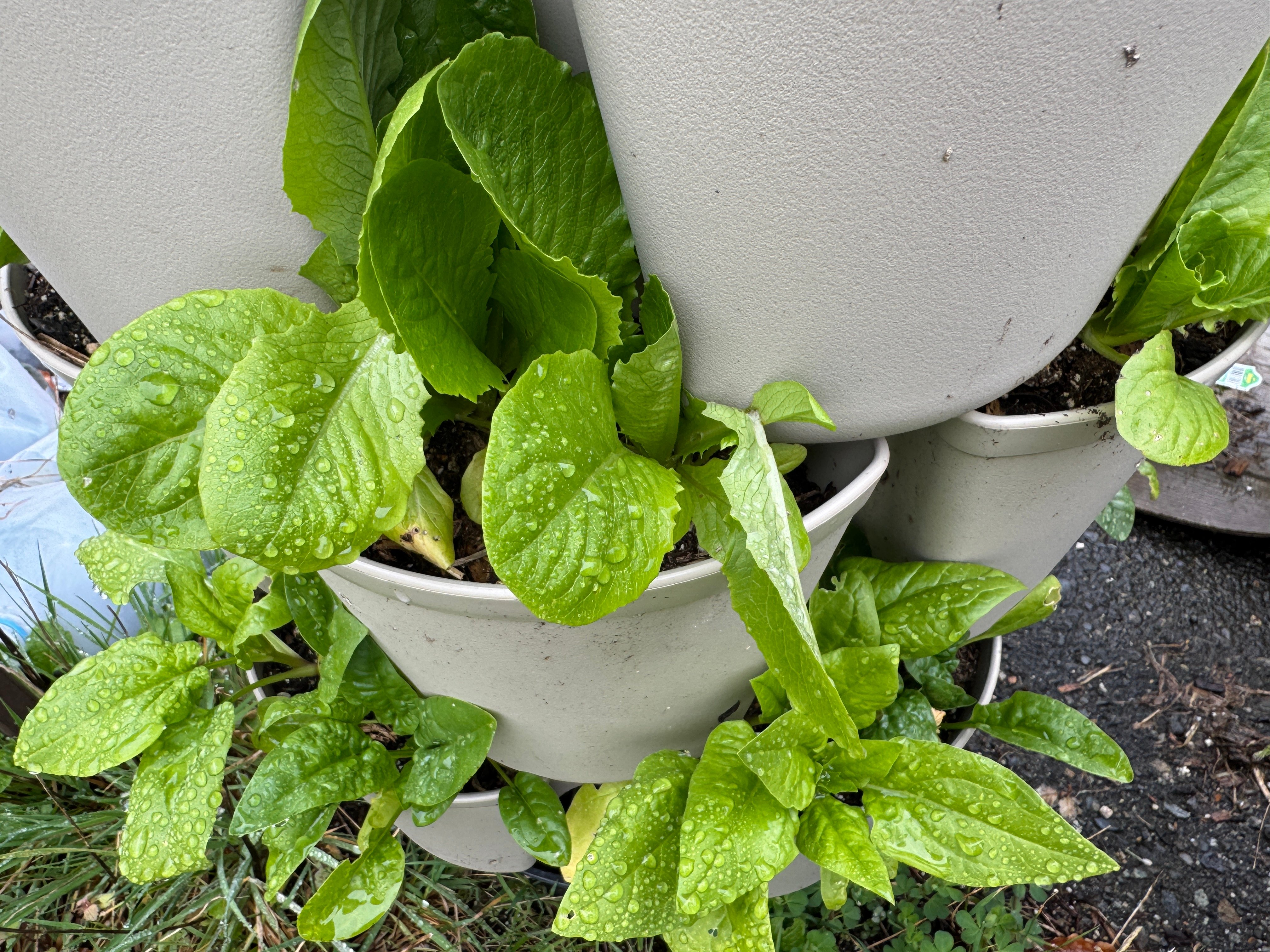 lettuce and spinach growing in a stone colored leaf GreenStalk