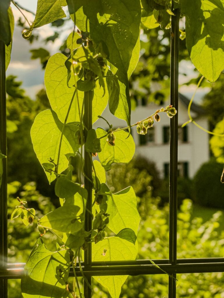 bean plants growing up a metal trellis with a white house in the background