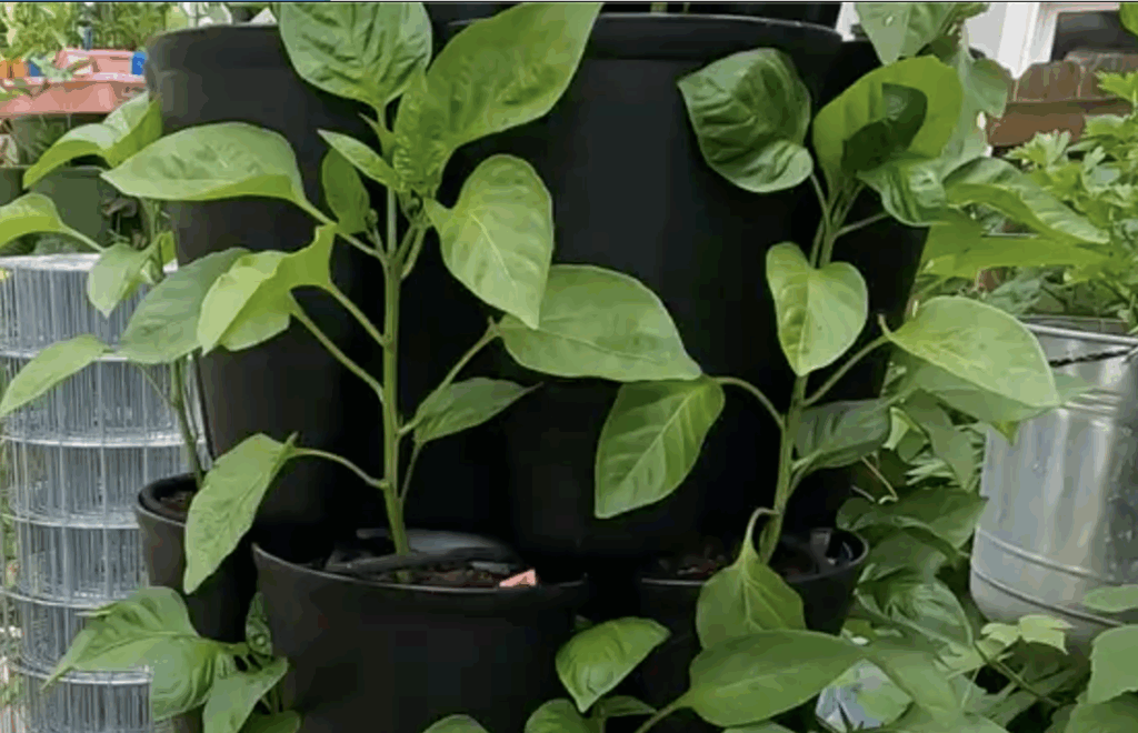 close up of growing peppers in a black GreenStalk