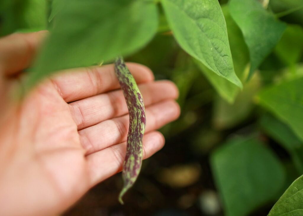 hand showing a bean pod growing on a bean plant